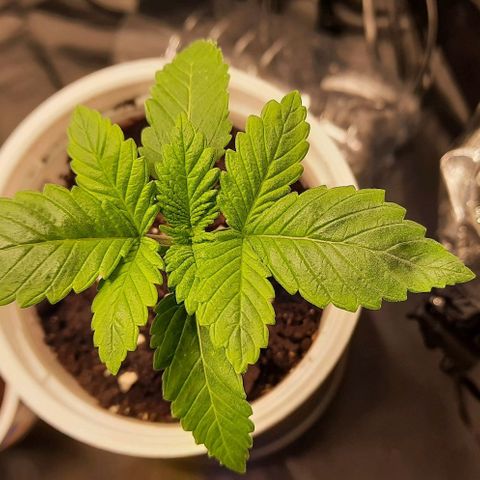 White Diesel growlog timeline photo