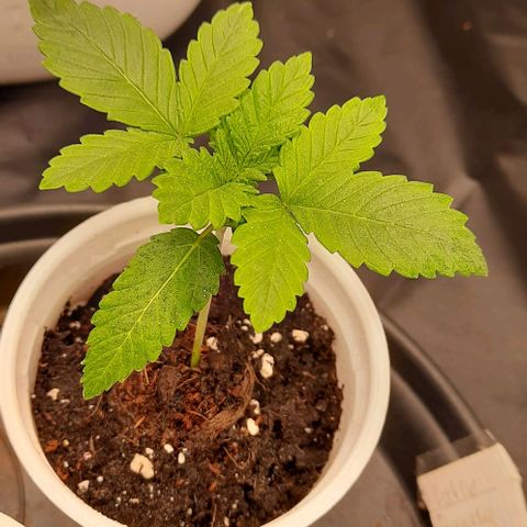 White Diesel growlog timeline photo