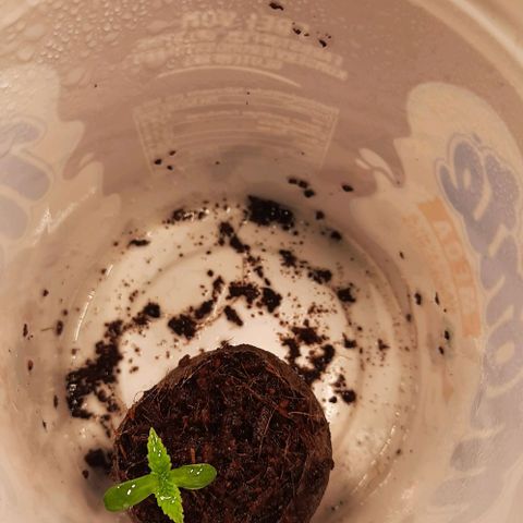 Banana Kush growlog timeline photo