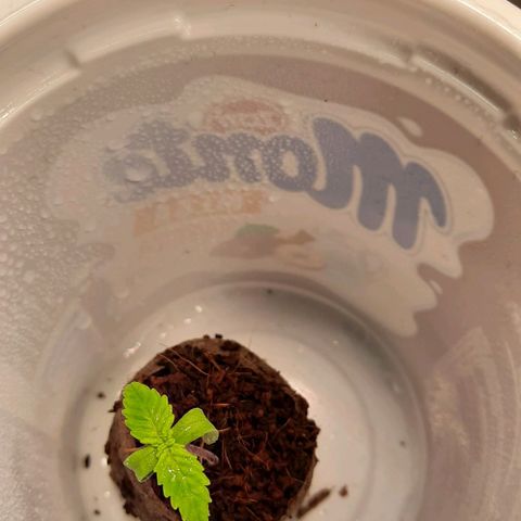 Banana Kush growlog timeline photo