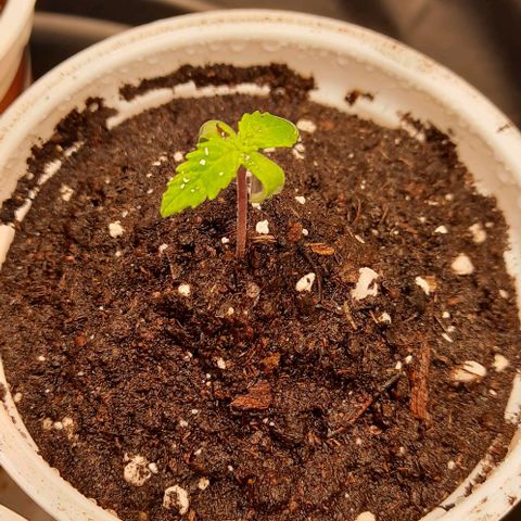 Banana Kush growlog timeline photo