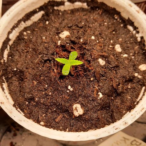Banana Kush growlog timeline photo