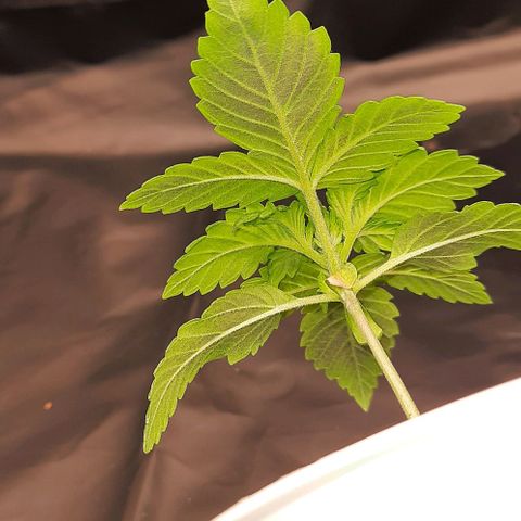 White Diesel growlog timeline photo