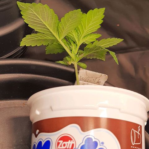 White Diesel growlog timeline photo