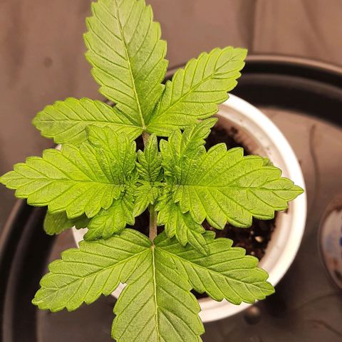 White Diesel growlog timeline photo