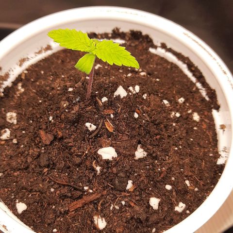Banana Kush growlog timeline photo