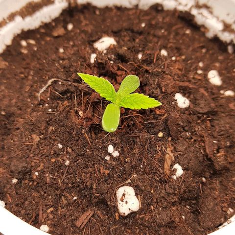 Banana Kush growlog timeline photo