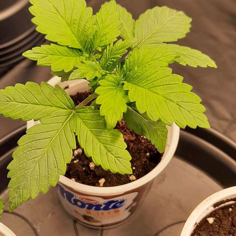 White Diesel growlog timeline photo