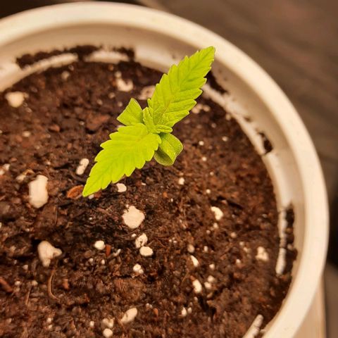 Banana Kush growlog timeline photo