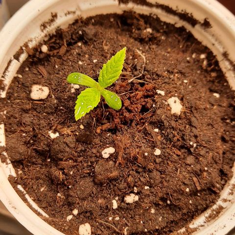 Banana Kush growlog timeline photo