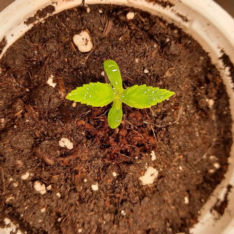 Banana Kush growlog timeline photo