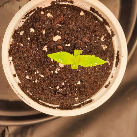 Banana Kush growlog timeline photo