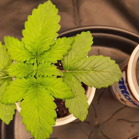 White Diesel growlog timeline photo