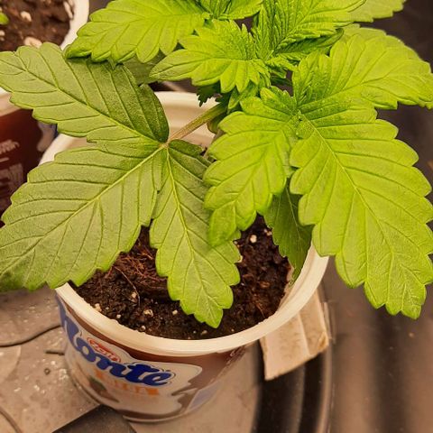 White Diesel growlog timeline photo