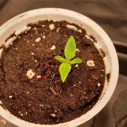 Banana Kush growlog timeline photo