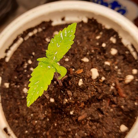 Banana Kush growlog timeline photo