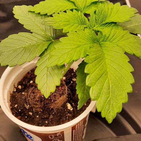 White Diesel growlog timeline photo