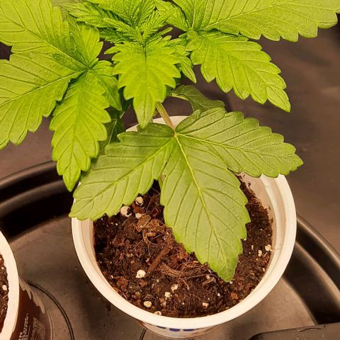 White Diesel growlog timeline photo