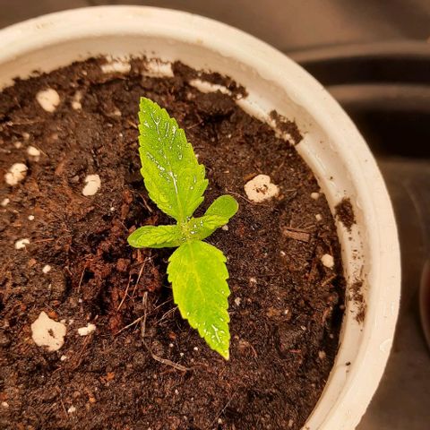 Banana Kush growlog timeline photo