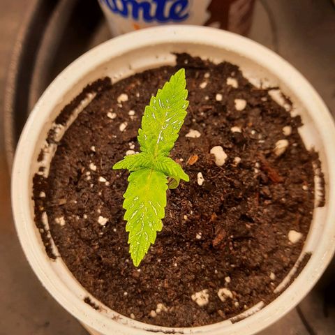 Banana Kush growlog timeline photo