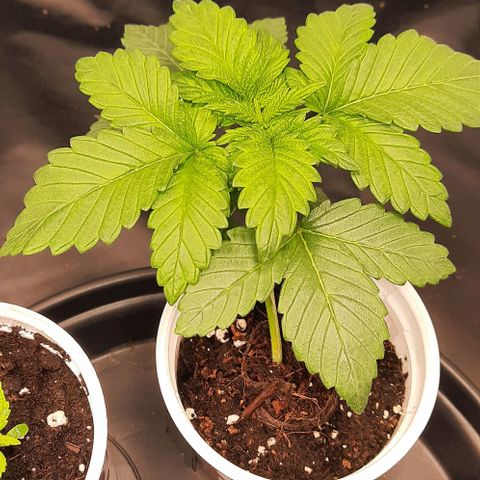White Diesel growlog timeline photo