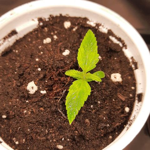 Banana Kush growlog timeline photo