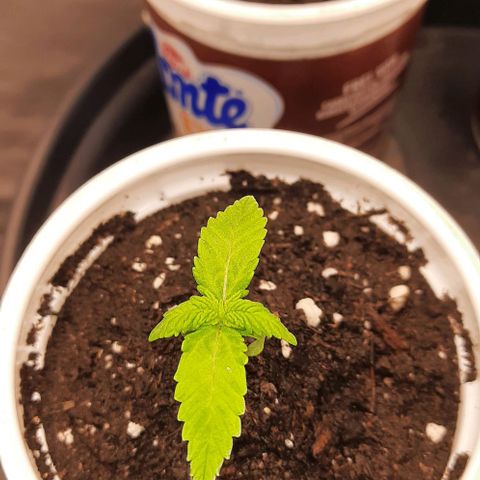 Banana Kush growlog timeline photo