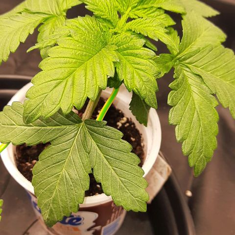 White Diesel growlog timeline photo