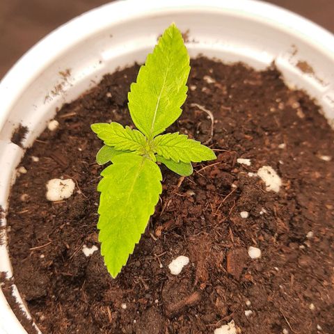 Banana Kush growlog timeline photo