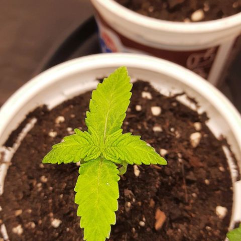 Banana Kush growlog timeline photo
