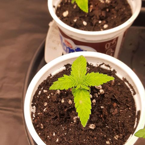 Banana Kush growlog timeline photo