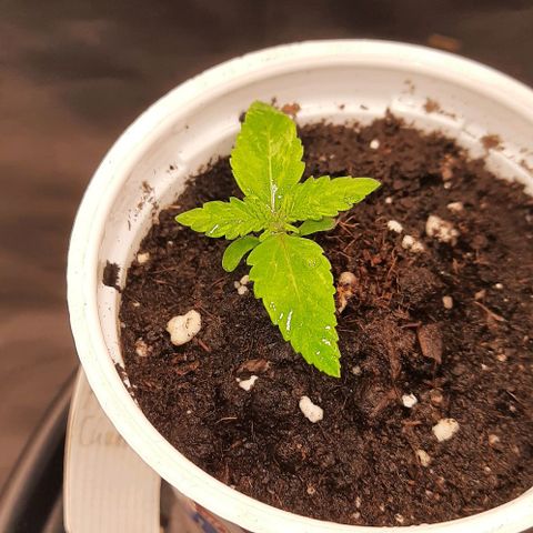 Banana Kush growlog timeline photo