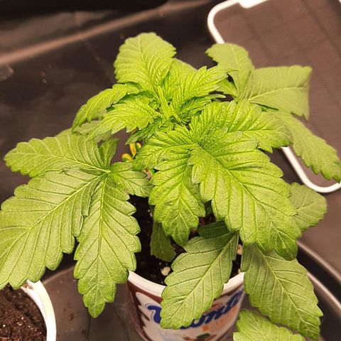 White Diesel growlog timeline photo