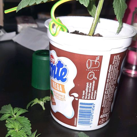 White Diesel growlog timeline photo