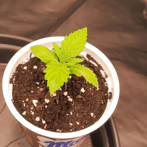 Banana Kush growlog timeline photo