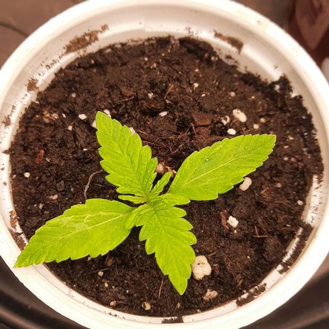 Banana Kush growlog timeline photo