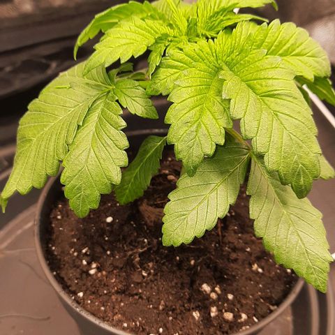 White Diesel growlog timeline photo