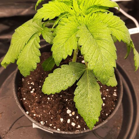 White Diesel growlog timeline photo