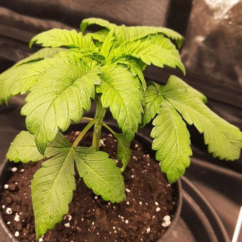 White Diesel growlog timeline photo