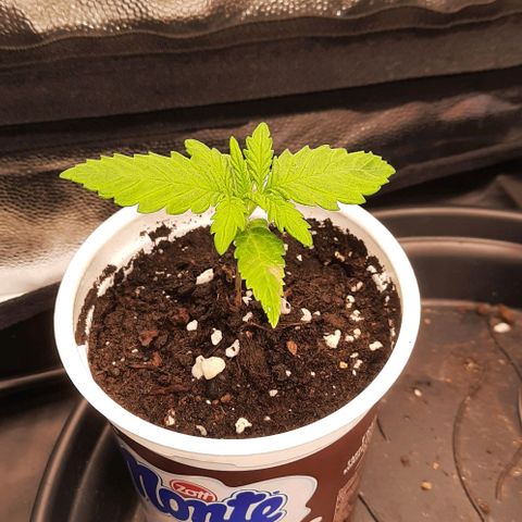 Banana Kush growlog timeline photo