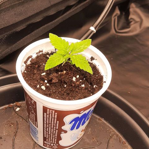 Banana Kush growlog timeline photo
