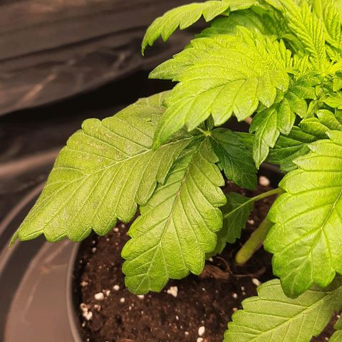 White Diesel growlog photo: Licht erhöht->Lichtbrand 