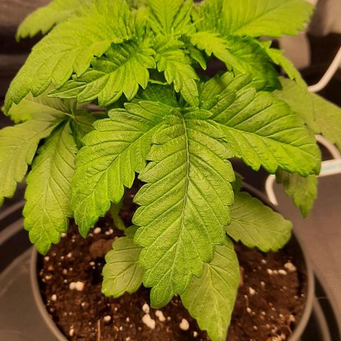 White Diesel growlog timeline photo