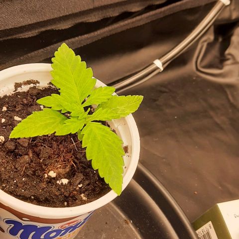 Banana Kush growlog timeline photo