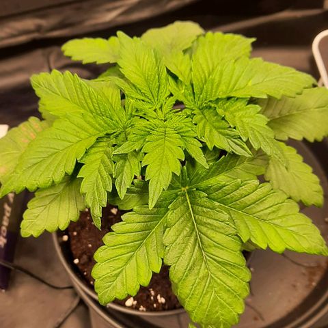White Diesel growlog timeline photo