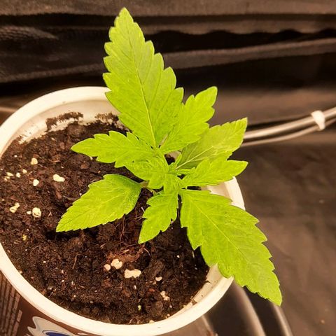 Banana Kush growlog timeline photo