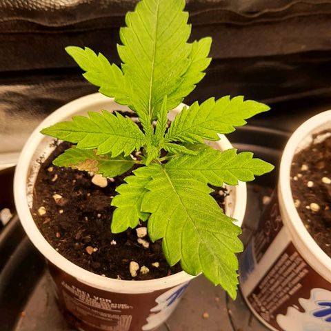 Banana Kush growlog timeline photo