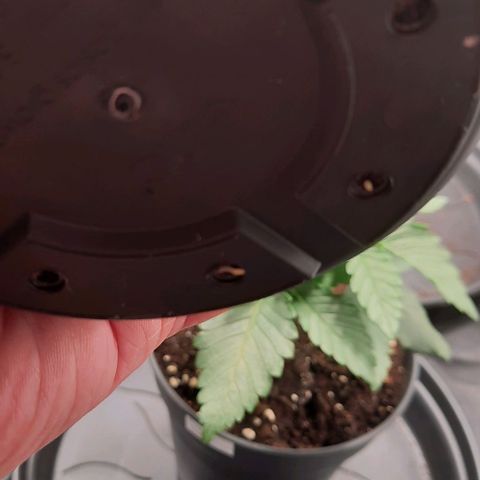 White Diesel growlog timeline photo