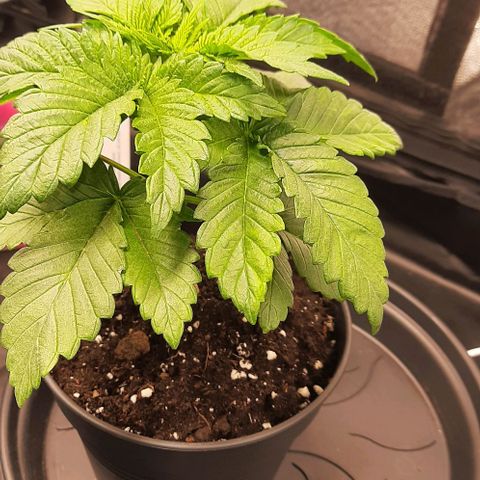 White Diesel growlog timeline photo