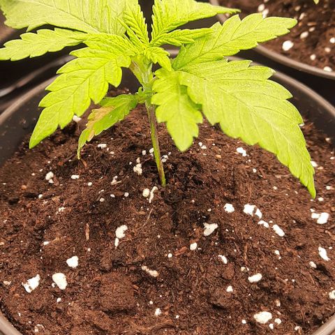 Banana Kush growlog timeline photo